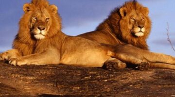 توقعات برج الأسد اليوم تحذر من الغرور وتدعو للحفاظ على التوازن في العمل والارتباط