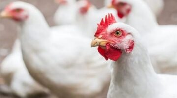 شعبة الدواجن تكشف أسباب ارتفاع أسعار الفراخ بقيمة 6 جنيهات للكيلو بالأسواق المصرية