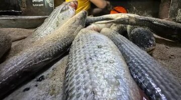 قفزة في أسعار الأسماك بأسواق بورسعيد ووصول سعر البوري إلى 300 جنيه اليوم