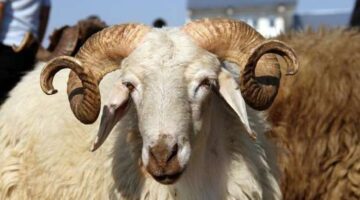 متى يحل موعد عيد الأضحى 2026 وعدد أيام الإجازة المتوقعة للقطاعين؟