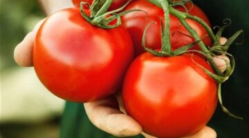 نقيب الفلاحين يحدد موعد تراجع أسعار الطماطم بالأسواق بعد 20 يومًا