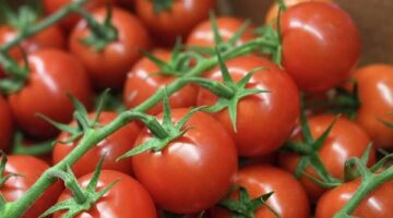 وزارة التموين تطلق سيارات متنقلة لبيع كيلو الطماطم بسعر 21.5 جنيه للمواطنين