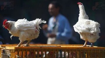 تغيرات جديدة في أسعار الدواجن داخل أسواق محافظة الإسكندرية اليوم الثلاثاء