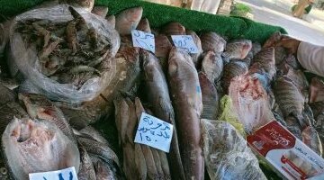 أسعار الأسماك في الوادي الجديد اليوم الثلاثاء: كيلو البلطي يسجل 75 جنيهاً