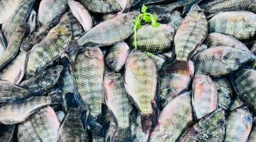 أسعار الأسماك في كفر الشيخ الثلاثاء 31 مارس بعد وصول البلطي 60 جنيهاً