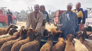 أسعار الأضاحي تبدأ من 5000 جنيه في سوق المواشي بمحافظة دمياط