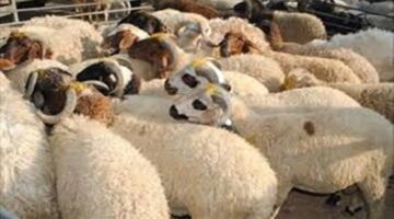 أسعار الأضاحي في الأسواق تثير تساؤلات المواطنين قبل أيام من عيد الأضحى