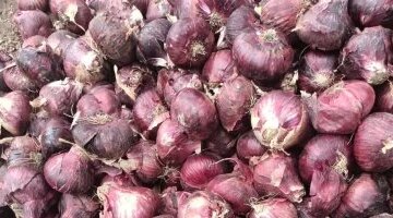 أسعار الخضراوات والفاكهة والدواجن في الفيوم مع وصول البصل إلى 15 جنيهاً