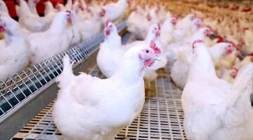 أسعار الدواجن في كفر الشيخ تسجل 87 جنيهاً للكيلو الواحد الأحد المقبل