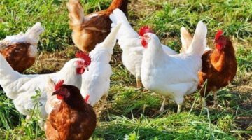 ارتفاع أسعار الدواجن وتراجع كبير في تكلفة البيض بأسواق مصر اليوم