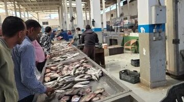 استقرار أسعار الأسماك في أسواق الإسماعيلية مع وفرة كبيرة في المعروض اليوم