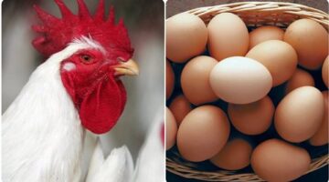 استقرار أسعار الدواجن البيضاء وتراجع تكلفة الساسو والبيض في الأسواق المصرية الاثنين