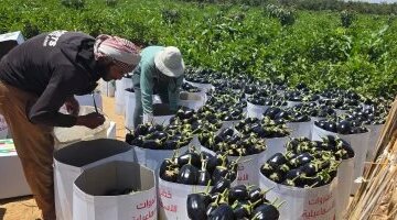 بدء حصاد محصول الباذنجان في مزارع الإسماعيلية بسعر جملة 10 جنيهات للكيلو