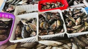 تباين أسعار الأسماك في أسواق كفر الشيخ خلال تعاملات يوم الجمعة 17 إبريل
