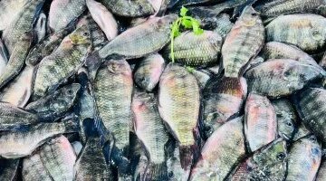 تباين أسعار الأسماك في أسواق مطروح اليوم الأحد وسعر الدنيس يسجل 200 جنيه