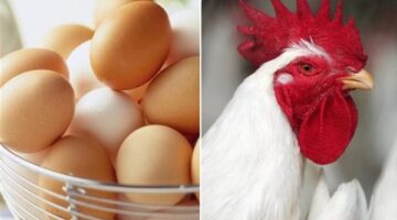 تباين أسعار الدواجن في الأسواق تزامناً مع ارتفاع الفراخ البيضاء وتراجع البانيه