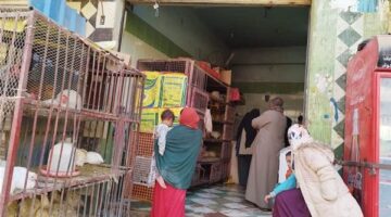 تباين أسعار الفراخ والبيض في الأسواق وفق تقرير شعبة الدواجن اليوم الخميس