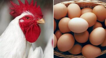 تحركات ملحوظة في أسعار الفراخ والبيض داخل الأسواق وبورصة الدواجن بمصر الأحد