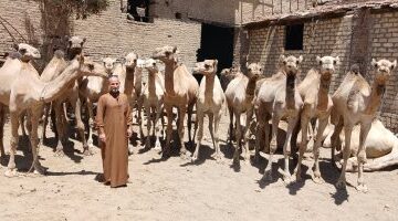 تخفيضات 30% على أسعار الجمال بجمعية الإصلاح الزراعي في الجوسق بالشرقية