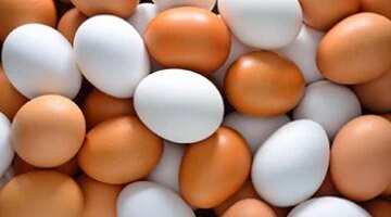 تراجع أسعار كرتونة البيض في كفر الشيخ إلى 110 جنيهات يوم السبت