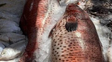 تراجع سعر سمك البلطي إلى 55 جنيها في أسواق كفر الشيخ اليوم الأحد