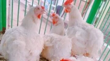 تراجع محدود في أسعار الدواجن داخل أسواق محافظة الإسماعيلية وسط وفرة المعروض