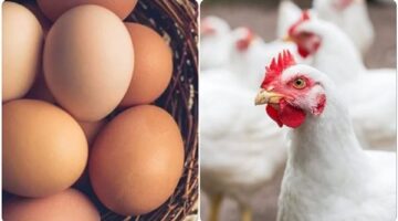 تصاعد أسعار الدواجن البيضاء والبلدي والحمراء في المزرعة والأسواق المصرية اليوم الإثنين