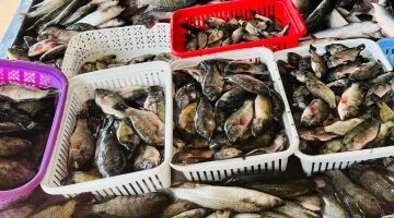 تطورات أسعار الأسماك في أسواق كفر الشيخ يوم الأربعاء 8 أبريل