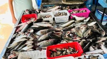 تغيرات أسعار الأسماك داخل أسواق كفر الشيخ يوم الإثنين 20 أبريل 2026