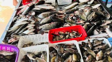 تغيرات أسعار الأسماك في كفر الشيخ اليوم الأربعاء 22 أبريل 2026