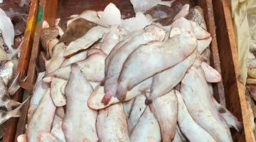 تغيرات أسعار الأسماك في كفر الشيخ خلال تعاملات يوم الثلاثاء 7 أبريل 2026