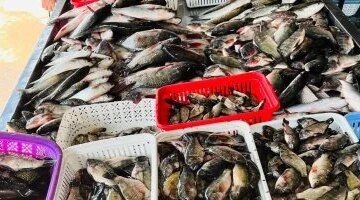 تغيرات أسعار الأسماك والبلطي في أسواق كفر الشيخ السبت 11 أبريل 2026