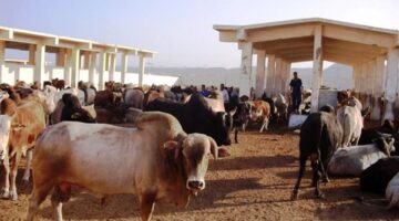 تغيرات أسعار الأضاحي مع اقتراب موعد عيد الأضحى في عام 2026