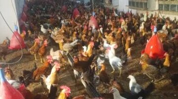 تغيرات أسعار الدواجن البلدي والبيضاء داخل الأسواق المحلية في محافظة الأقصر الأربعاء