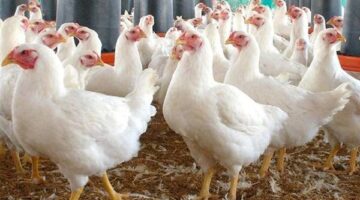 تغيرات أسعار الفراخ والبيض في الأسواق وفق تحديثات بورصة الدواجن لهذا الخميس