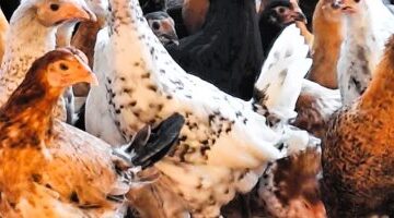 تغيرات جديدة في أسعار الدواجن اليوم داخل أسواق محافظة الأقصر المحلية