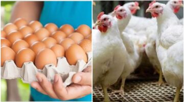تغيرات جديدة في أسعار الفراخ والبيض داخل بورصة الدواجن يوم الثلاثاء 7 أبريل