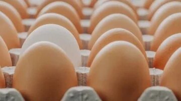 تغيرات في أسعار البيض الأبيض والبقوليات بأسواق محافظة سوهاج اليوم