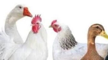 تغيرات في أسعار الدواجن داخل الأقصر وتسجيل البلدي 130 جنيها للكيلو اليوم