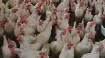 تغيرات في أسعار الدواجن والطيور بأسواق محافظة الإسماعيلية بشكل يومي