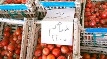 تغيرات ملحوظة في أسعار الخضراوات والفاكهة بالوادي الجديد وسط تسجيل الطماطم 22.5 جنيه
