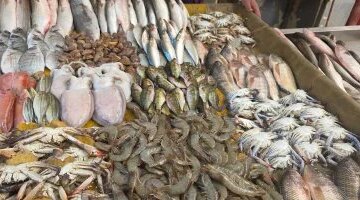 تفاوت أسعار الأسماك في أسواق مطروح اليوم والبدء بسعر الدنيس بـ 300 جنيه