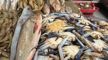 تفاوت أسعار السمك البلطي في أسواق القليوبية اليوم السبت 11 أبريل