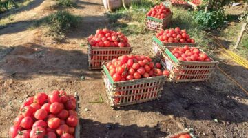 تفاوت أسعار الطماطم في الأسواق وسط بحث المستهلكين عن بدائل للشراء بأقل تكلفة