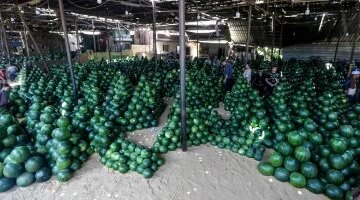 تفاوت طفيف في أسعار الفاكهة داخل أسواق مطروح والبطيخ يسجل 20 جنيها