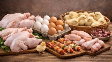 تفاوت في أسعار الفراخ البيضاء اليوم حسب المناطق وتكاليف نقل بوابة مجلس الوزراء