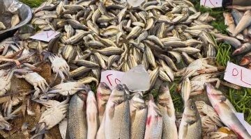 تفاوت ملحوظ في أسعار الأسماك داخل أسواق محافظة الإسماعيلية اليوم