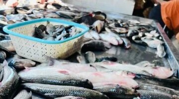 تفاوت ملحوظ في أسعار السمك البلطي بأسواق القليوبية اليوم الخميس 16 أبريل