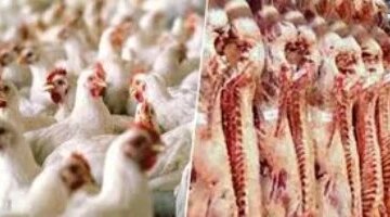 تقلبات أسعار الدواجن واللحوم والأسماك في أسواق محافظة سوهاج اليوم