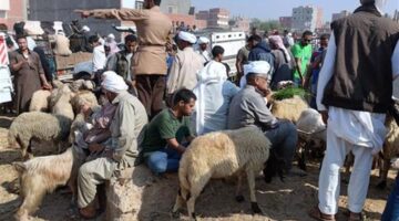 توقعات أسعار الأضاحي في الأسواق المصرية قبل حلول موسم عيد الأضحى
